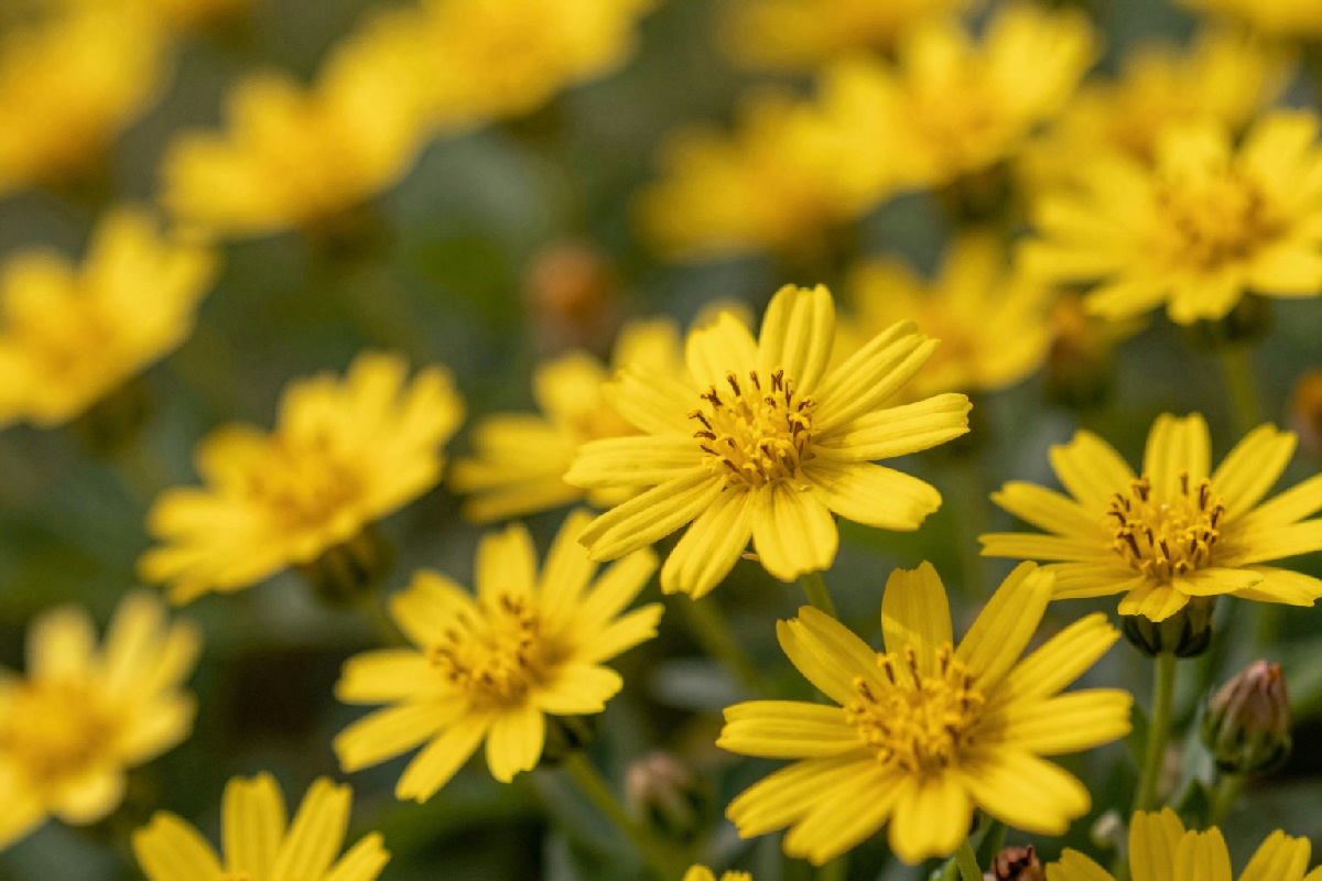 Coltivare euryops: consigli pratici per avere un giardino fiorito tutto l'anno